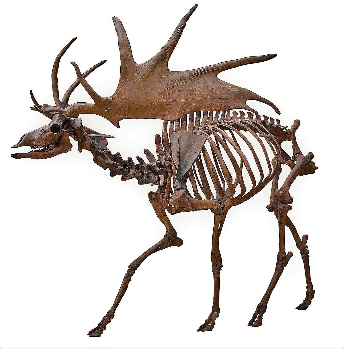 The Irish Elk